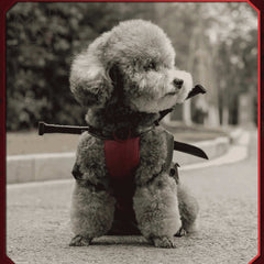 Dead Pool Cosplay Costume Pet Dogs Halloween Christmas Anime Party Game fashion Clothes