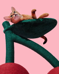 Cherry cat climbing frame cat scratching ball two in one wear-resistant cat toy self-entertainment cat toy