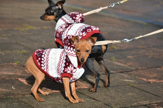 Tail Wagging Trends: Stylish and Comfy Clothing for Your Pets