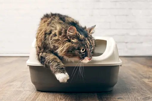 cat-sitting-in-the-litter-box