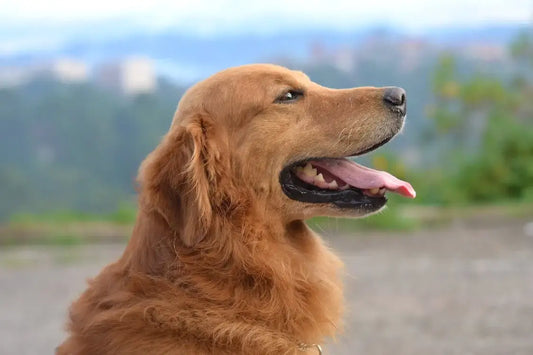 Why Golden Retrievers Rule on Their Special Day