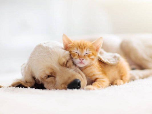 The Silent Threat: Parasites and Your Pet’s Health