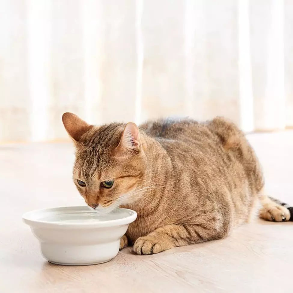 Bowls& Feeders