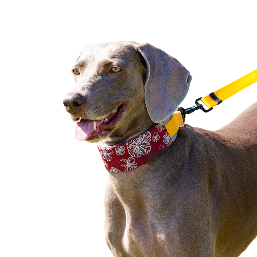 Stylish Comfortable No Pull Dog Collar