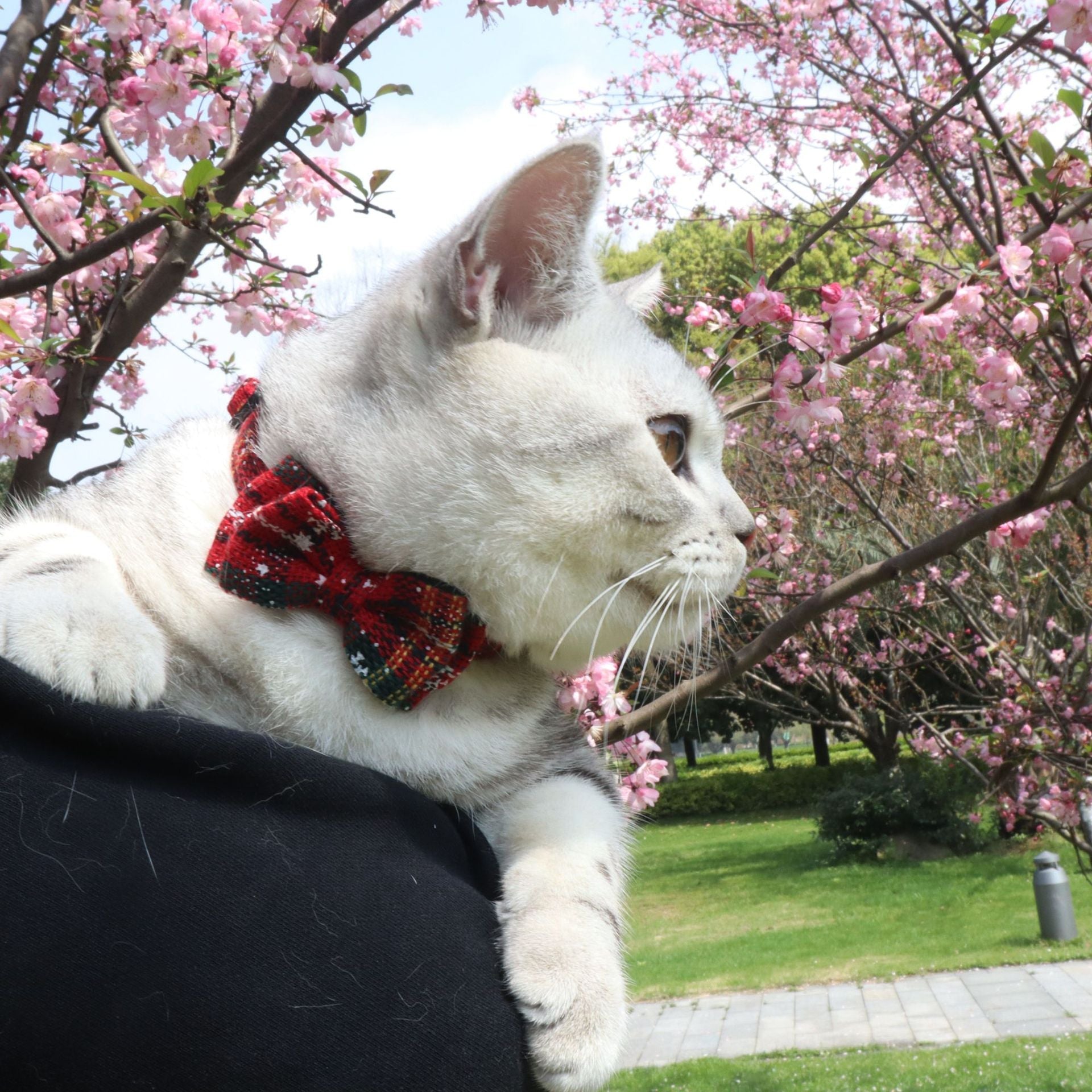 Bow Detached Kitten Collar Bow Tie Adjustable Dog Collar with Bell Plaid Christmas Pet Collar Necklace