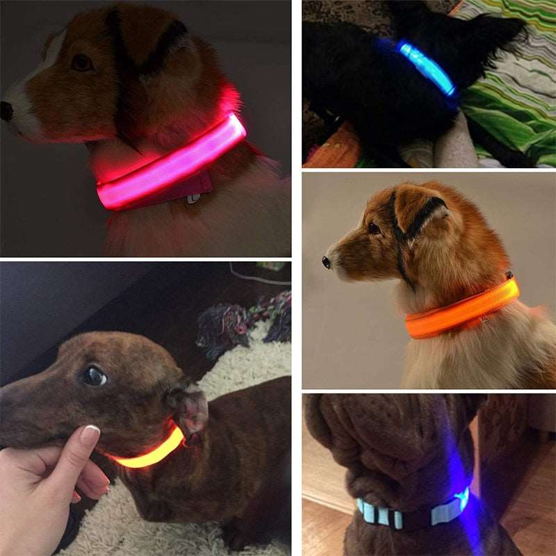 Adjustable LED Collar