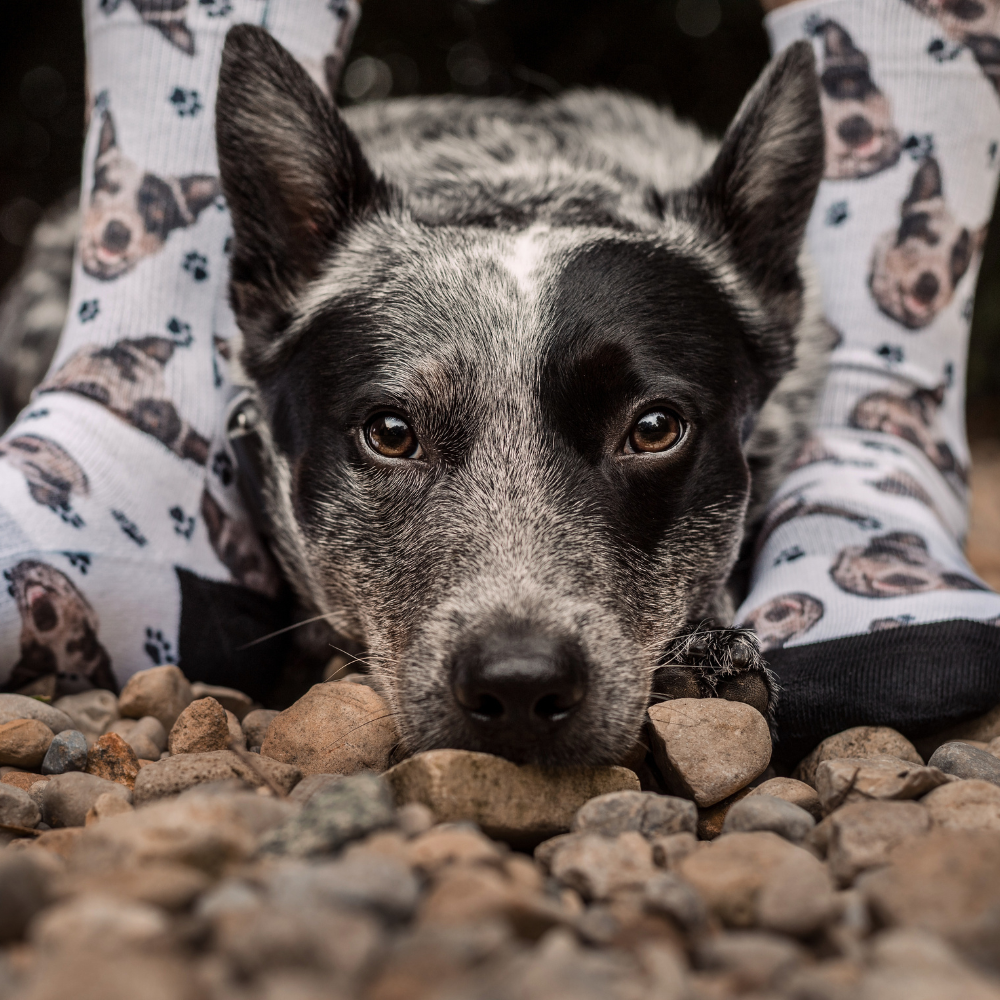 How to customize your personalized pet socks