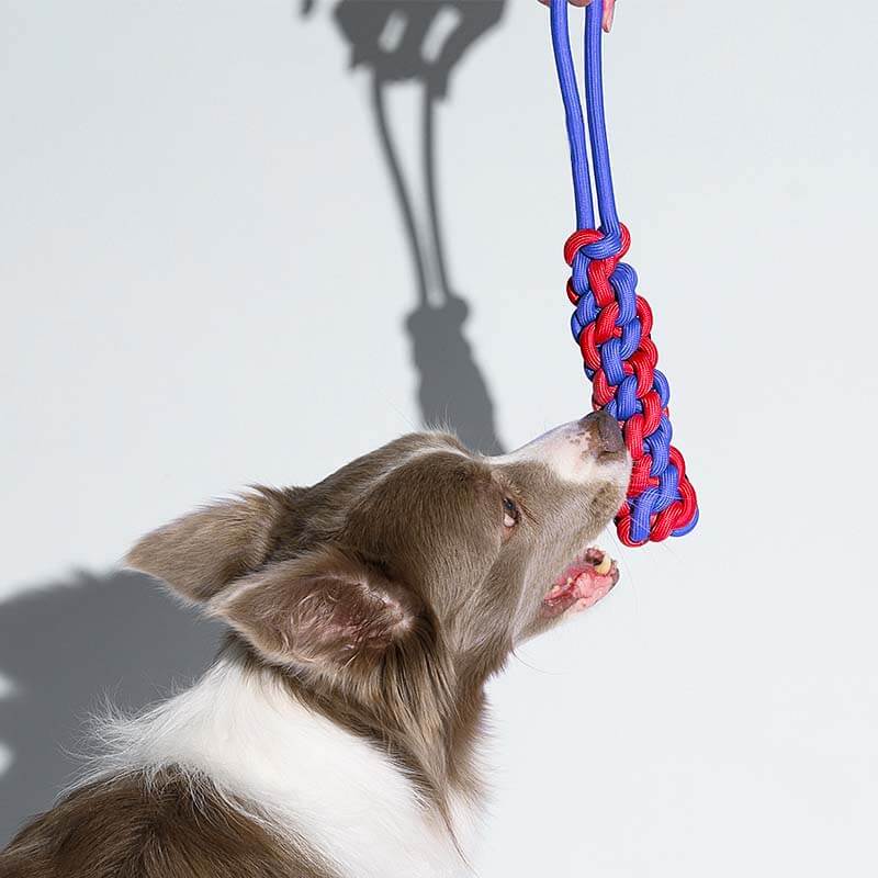 AyipetsStore_BraidedRopeStickTugDogToyColorClash10