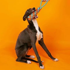 AyipetsStore_KnotsRopeDogToySetColorClash3