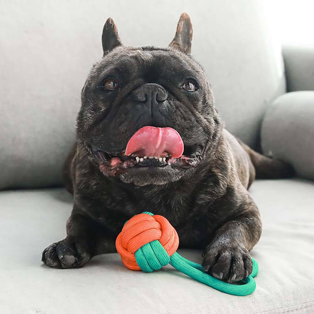 AyipetsStore_KnotsRopeDogToySetColorClash7
