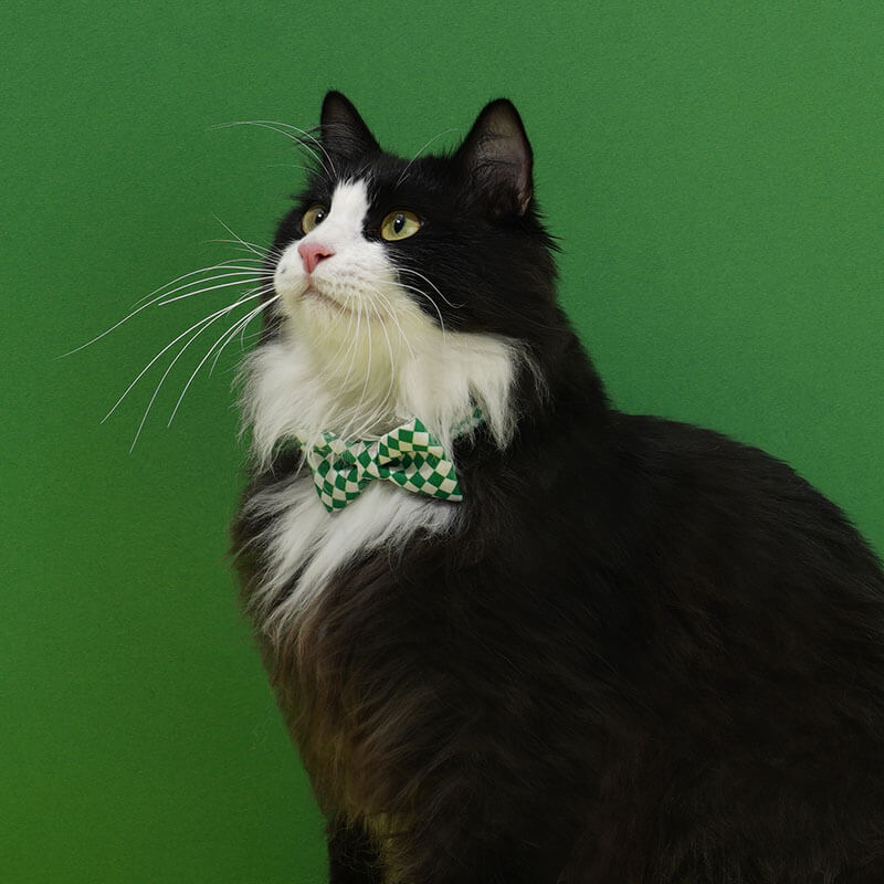 ColourfulSeriesFunnyBowTieCatCollar