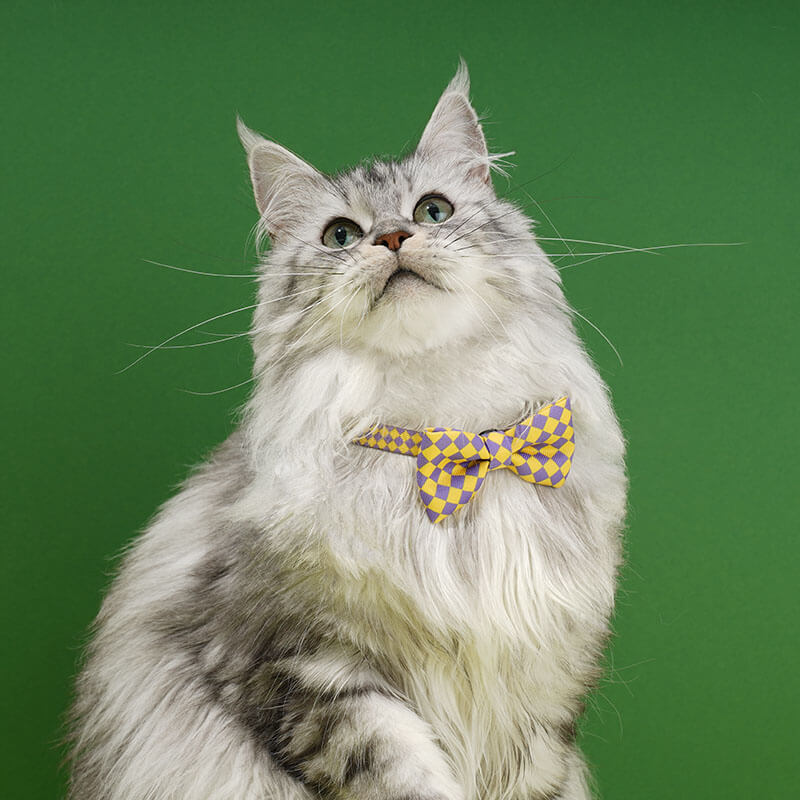 ColourfulSeriesFunnyBowTieCatCollarYellow