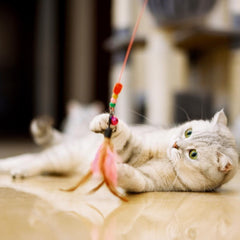 Flying High: Unleashing the Fun with Feather Teaser Cat Toys (Buy 1 Get 1)