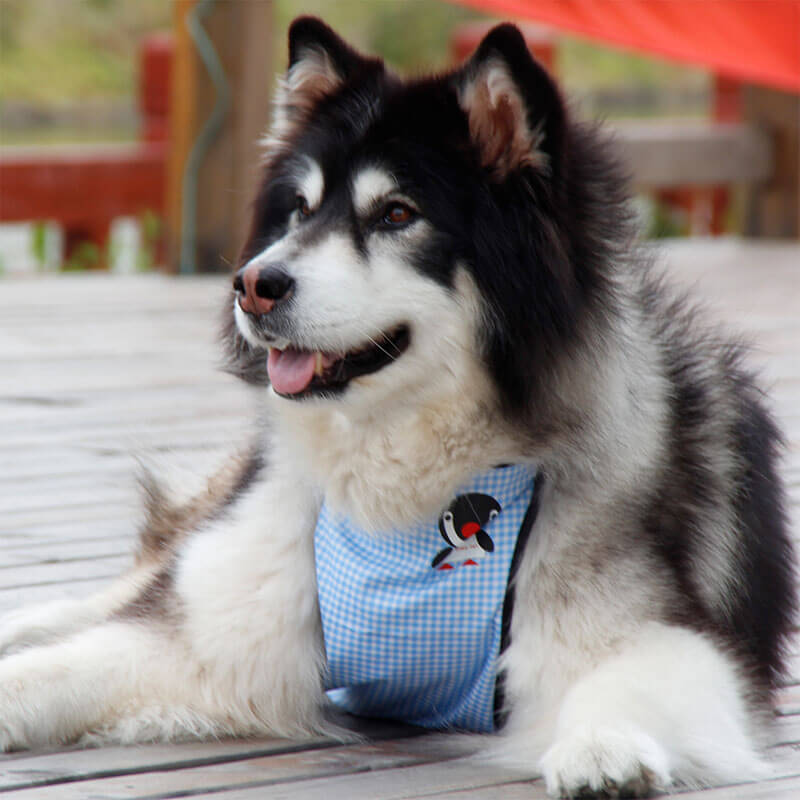 WaterproofPlaidPetSlobber